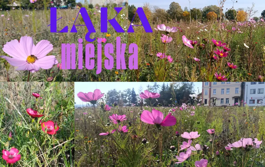 Miejska łąka przy ul. A. Wardyńskiego staje się kolorową atrakcją